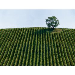 Matiu, LAntica Quercia, Prosecco Brut