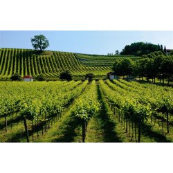 Matiu, LAntica Quercia, Prosecco Brut