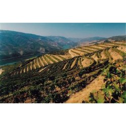 Quinta do Infantado, Tawny Port