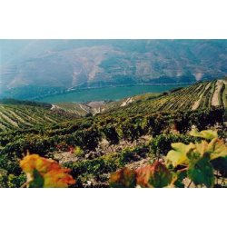 Quinta do Infantado, Tawny Porto 10 Anos