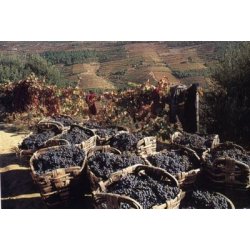 Quinta do Infantado, Vintage Port 2015