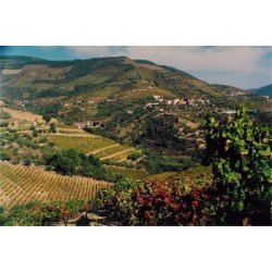 Quinta do Infantado, Vintage Port 2013, (37,5 cl)