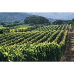 Solaia 2017, Toscana, Antinori