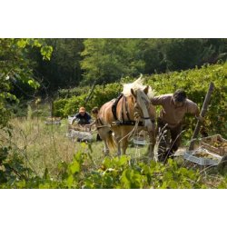 Brachetto d'Acqui 2023, Rinaldi Vini, Piemonte